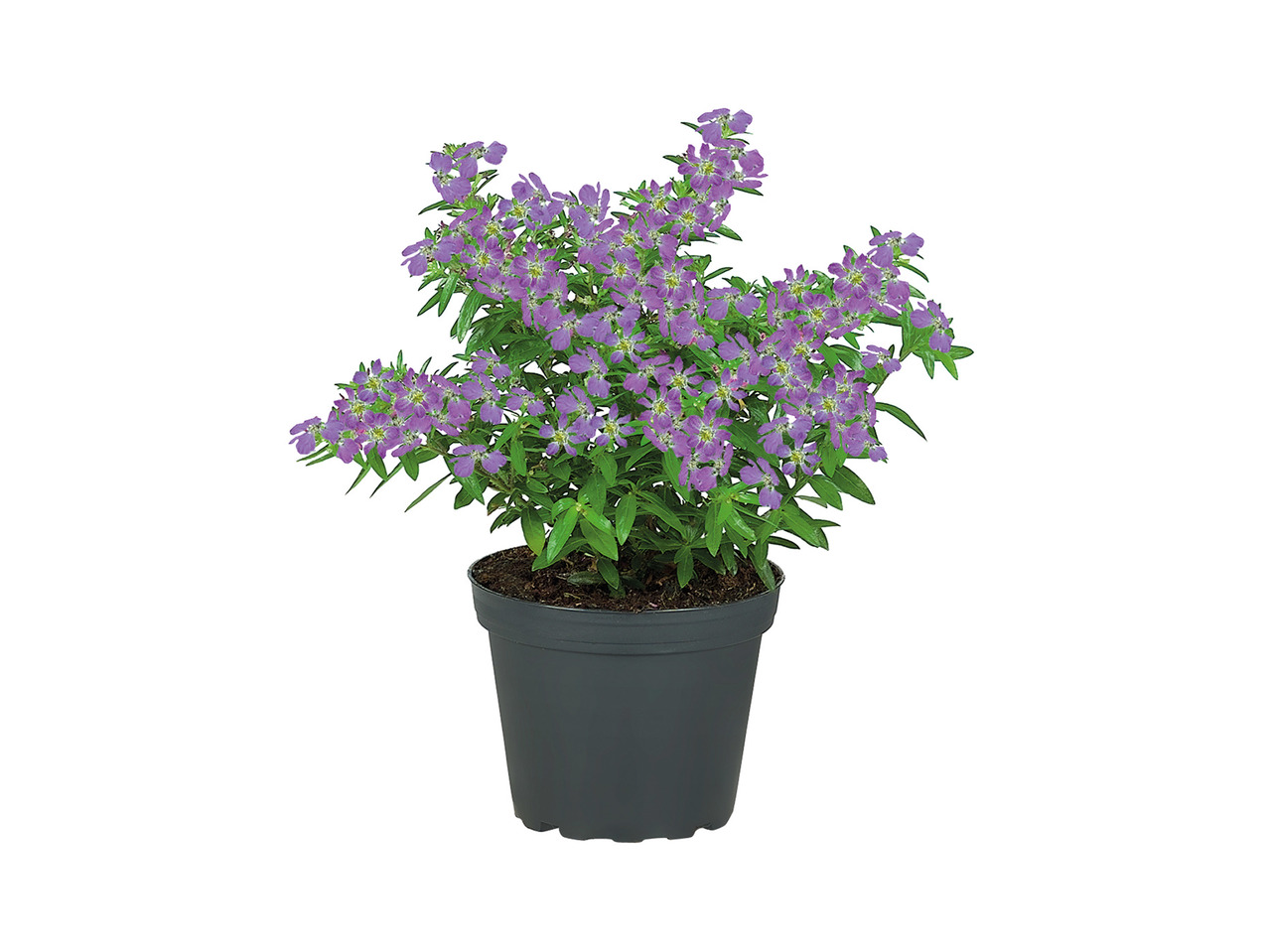 Early Flowering Plant1