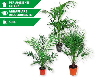 Palme assortite