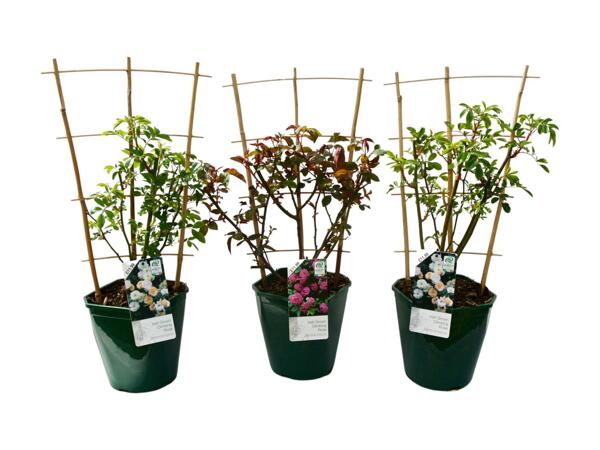 Climbing Roses