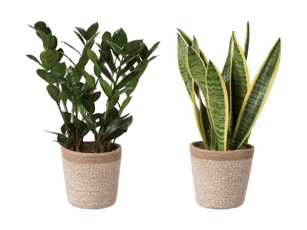 Grøn plante i skjuler