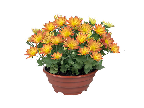 Chrysanthemum Bowl