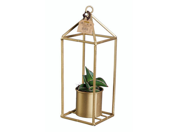 Fettpflanze in Design-Halterung