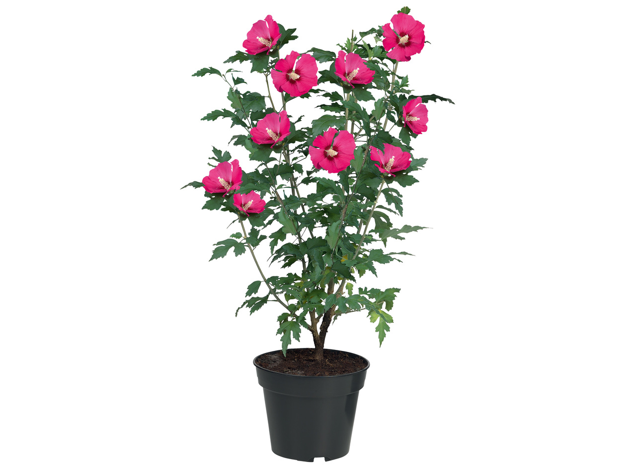 Hibiskus