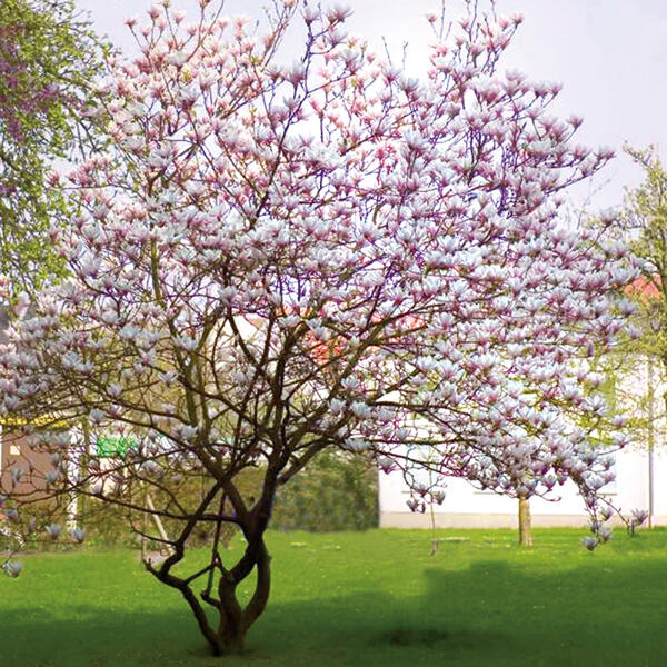 Magnolie