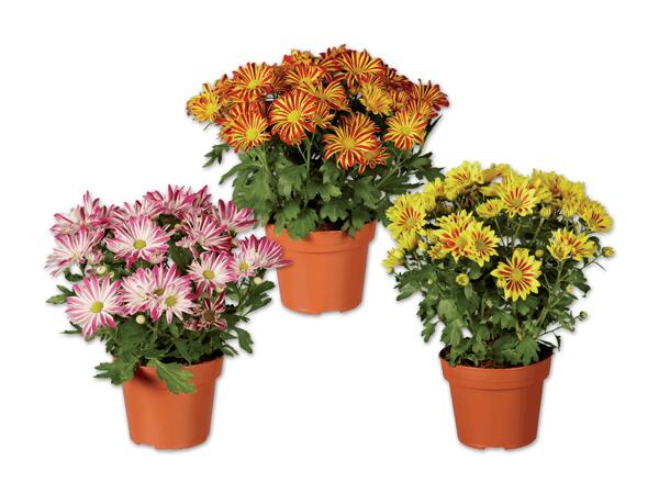Chrysantheme „Elle Fleur"