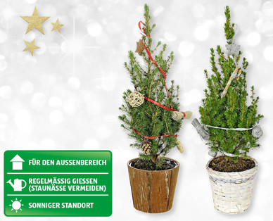 Dekorierte Weihnachtsbäumchen