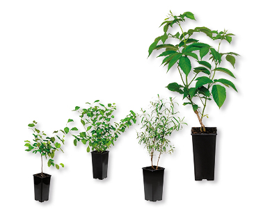 Plants de baies rares