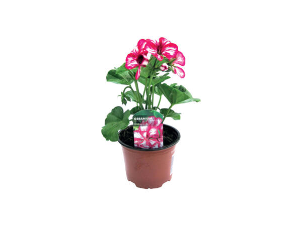 Ivy Leaf (Trailing) Geranium