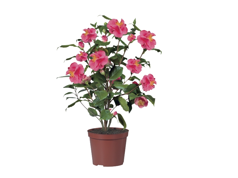 Camelia