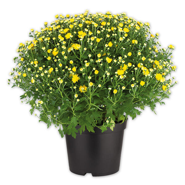 Bauernchrysantheme