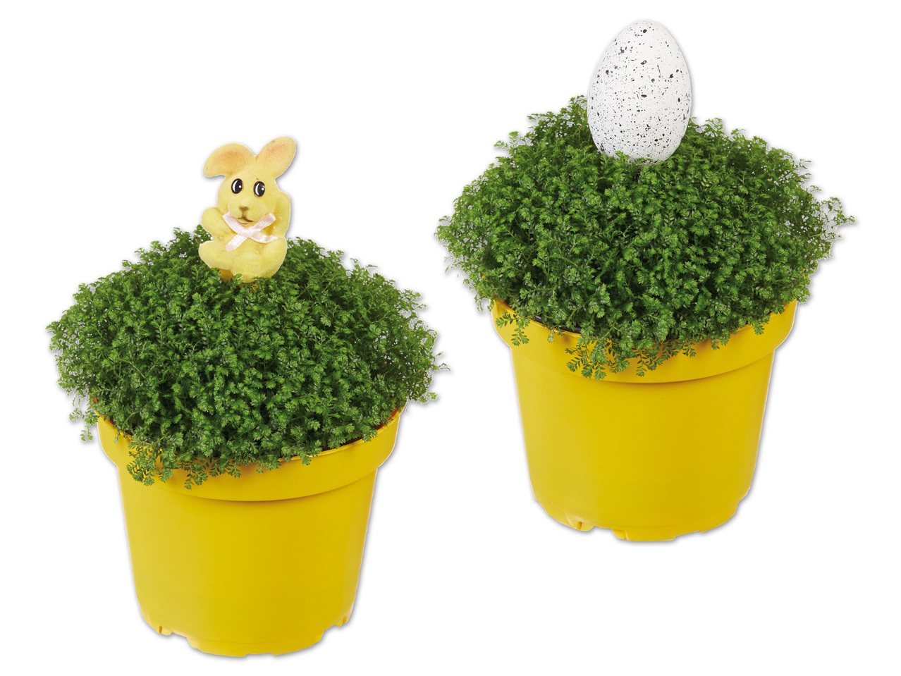 Selaginella apoda (Moosfarn) mit Osterstecker