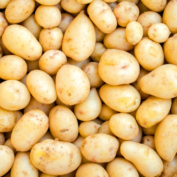 Speisefrühkartoffeln