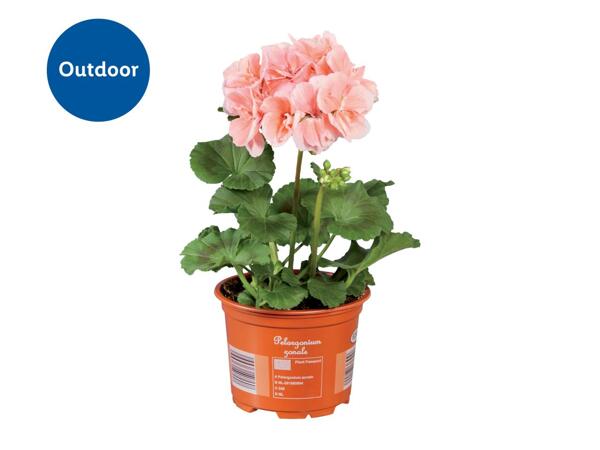 Upright Geranium