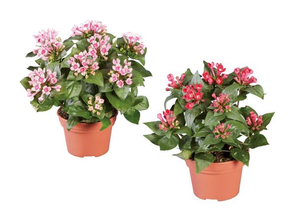 Bouvardia Bellevardia