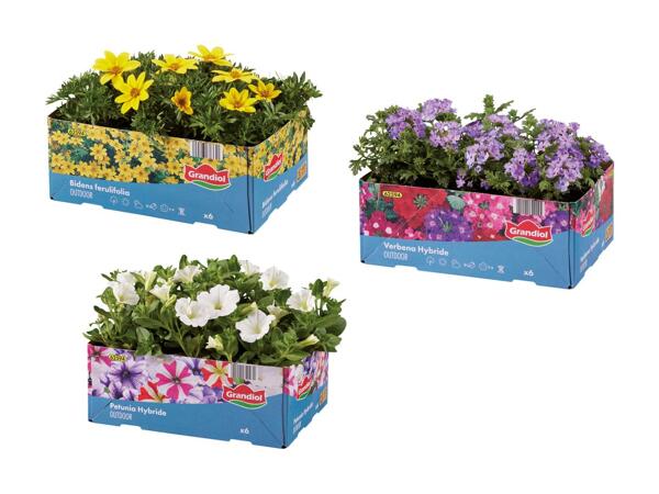 Bedplanter