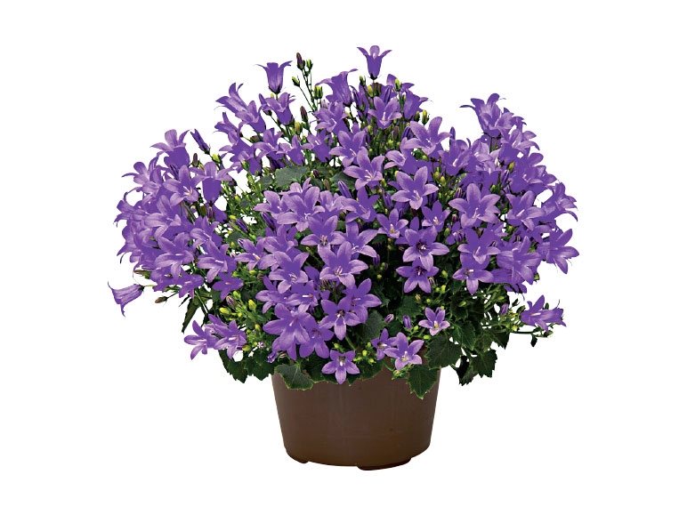 Campanula