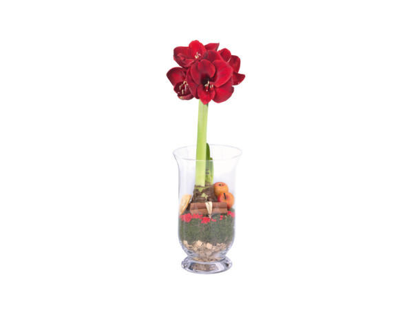 Amaryllis in Glass Vase
