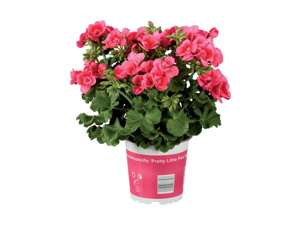 Pelargonio "Pretty Little"