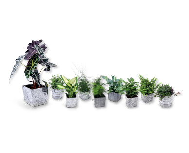 Plante verte