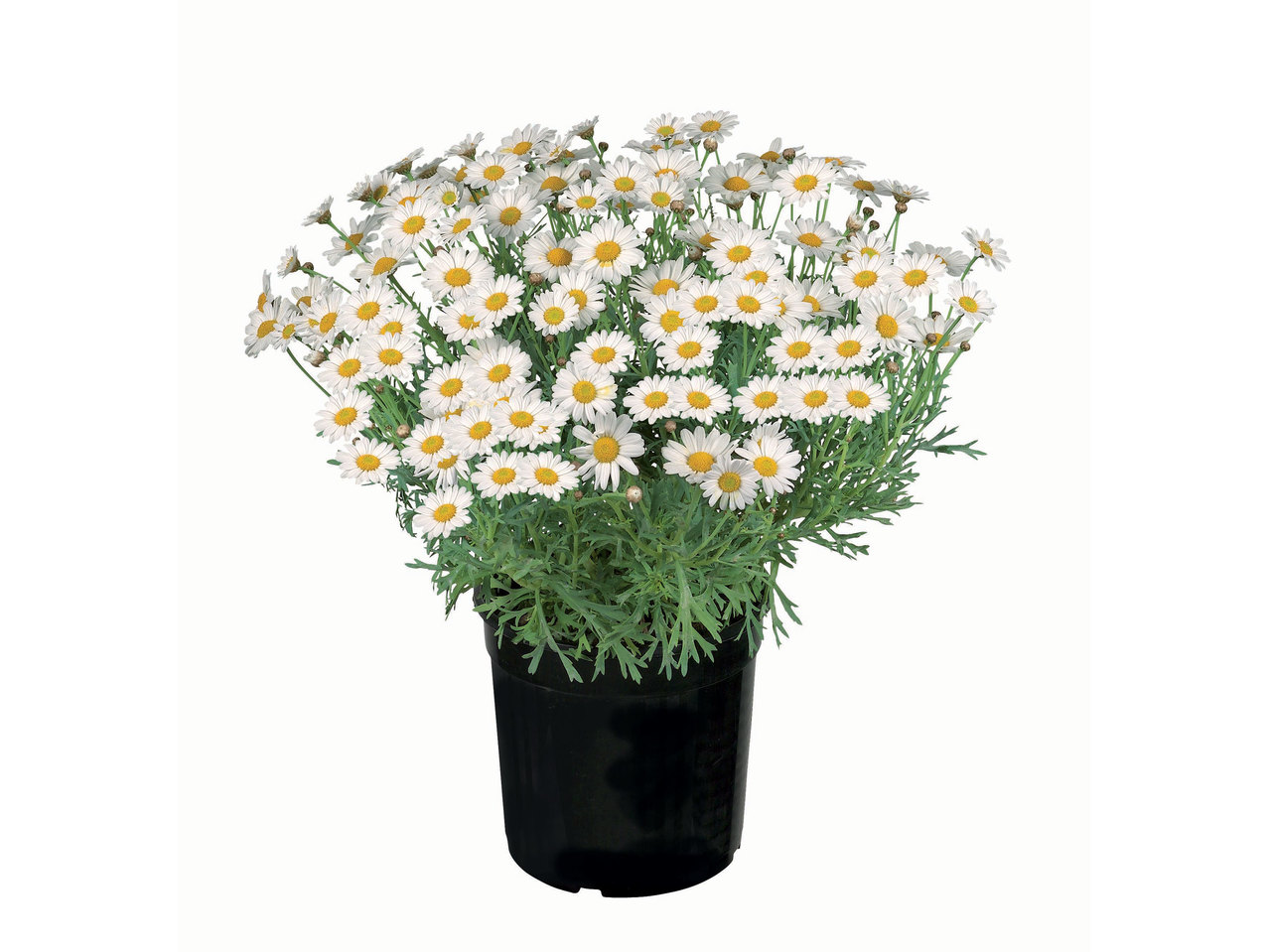 Struikmargriet