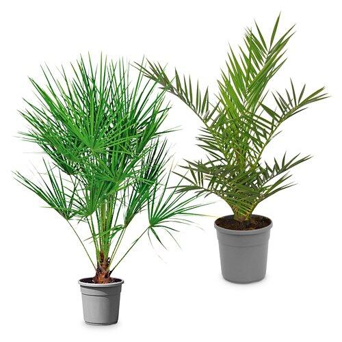 Exklusive Palme*