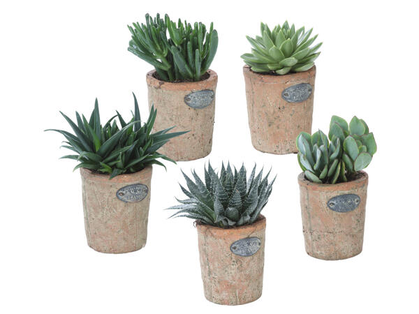 Succulents