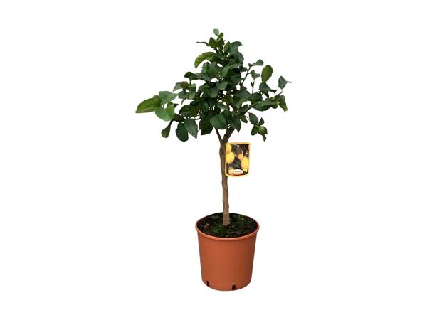 Opstammet citrusplante