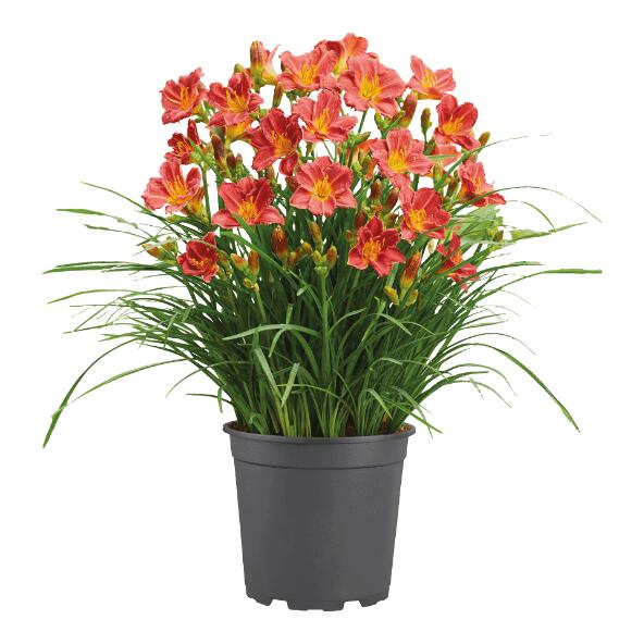 GARDENLINE(R) 	 				Hemerocallis