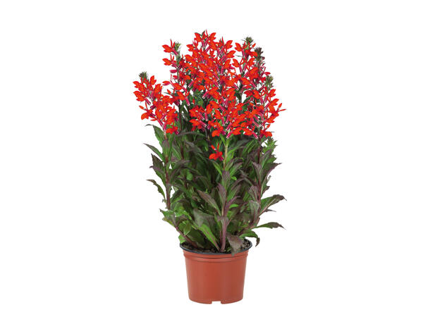 Large Perennials