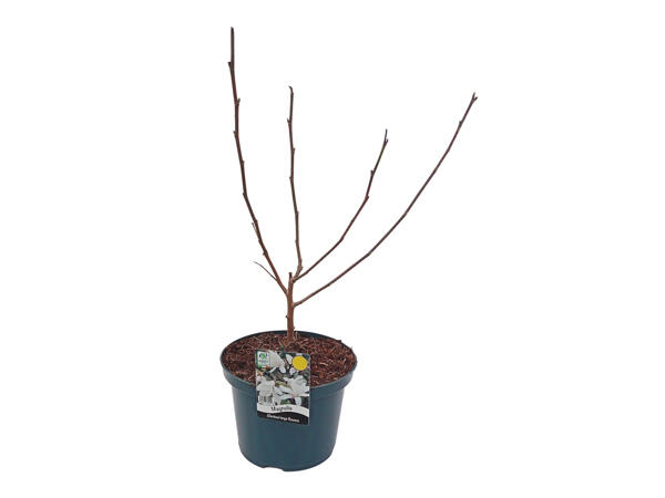 Extra Large Magnolia