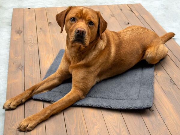 Pet Warming Blanket