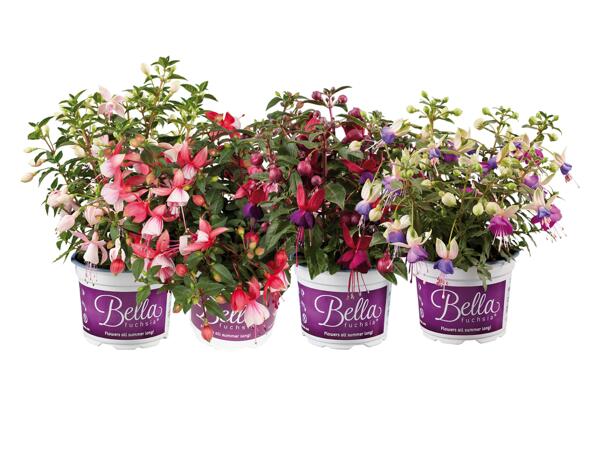 Fuchsia Bella mix