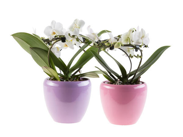 Phalaenopsis