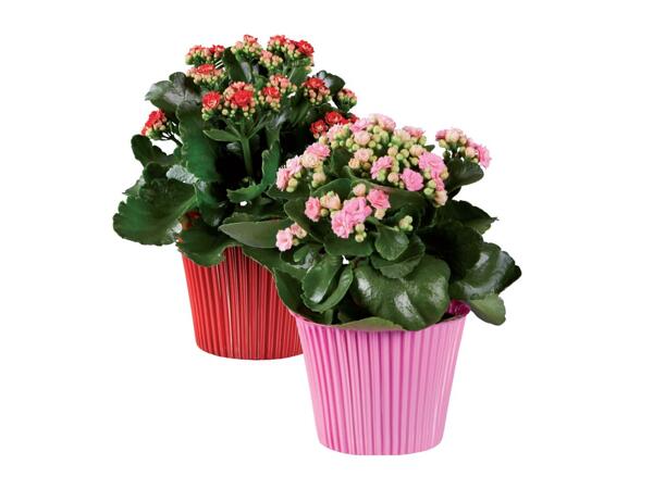 Kalanchoe