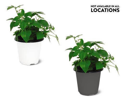 4" Foliage Assorted Varieties