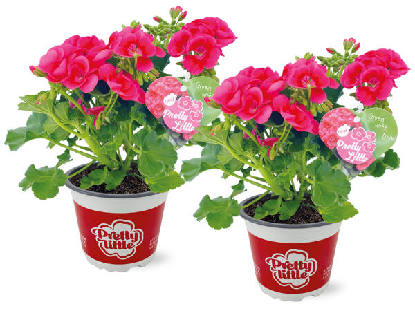 Pelargonium „Pretty Little"