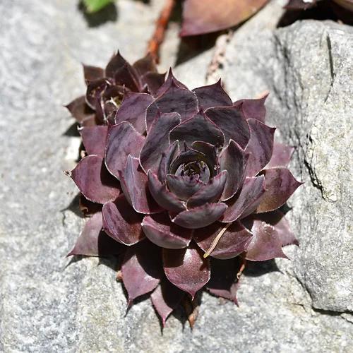 Basalt-Topf