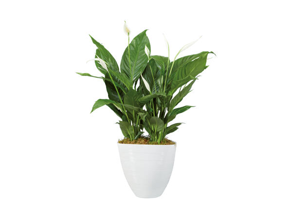 Spathiphyllum in Las Vegas-Keramik