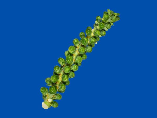 Brussels Sprouts Tree