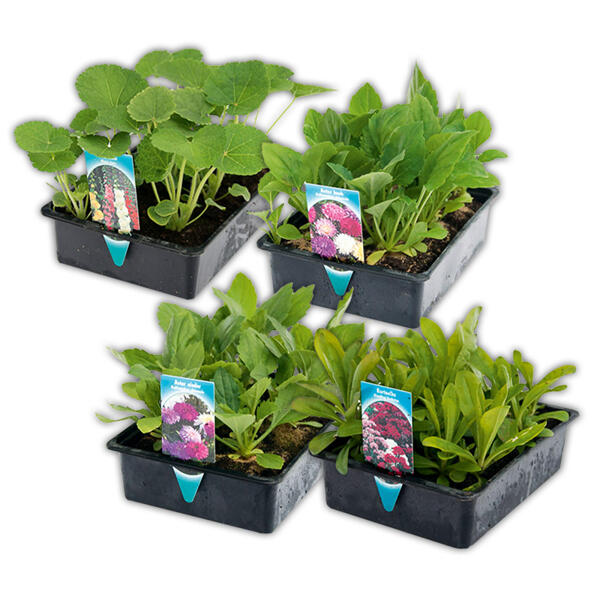 Sommer-Jungpflanzen
