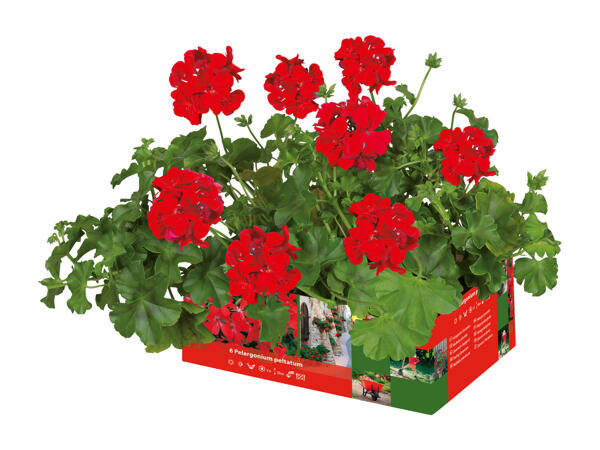 Hanging Geraniums