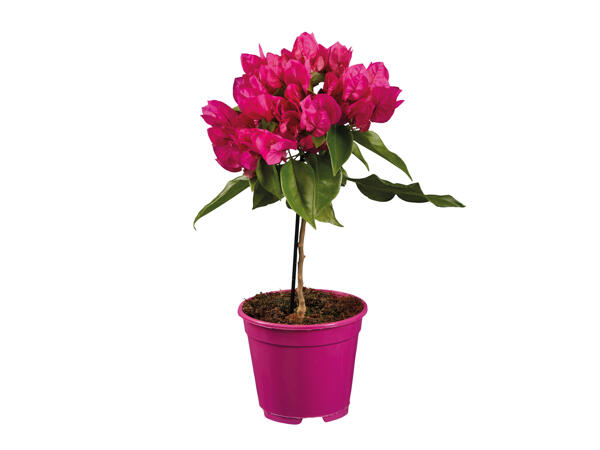 Bougainvillea