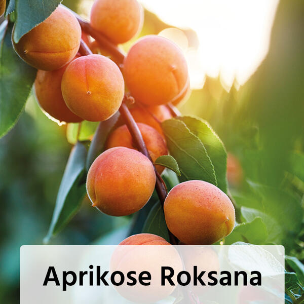 Obstbaum im Jutesack