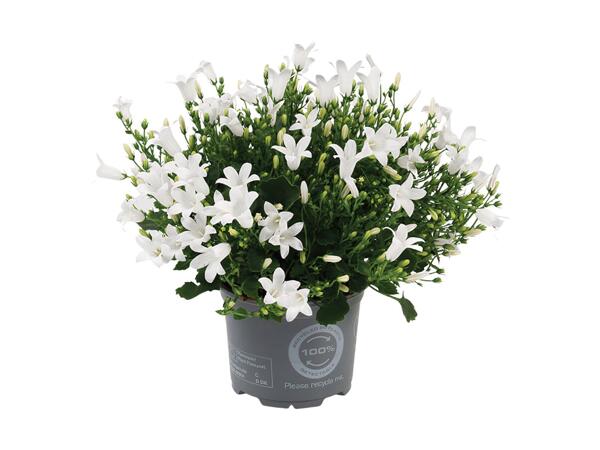 Klokkeblomst