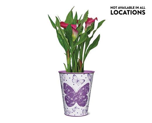 Calla Lily in Can Assorted Colors