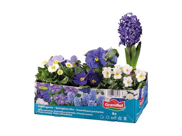 Forårsblomster i bakke