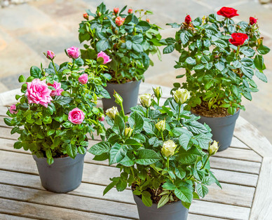 Exklusive Rose
