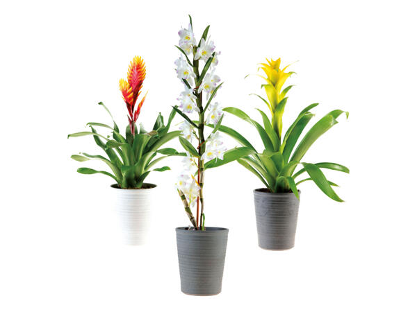 ORCHID & BROMELIA MIX