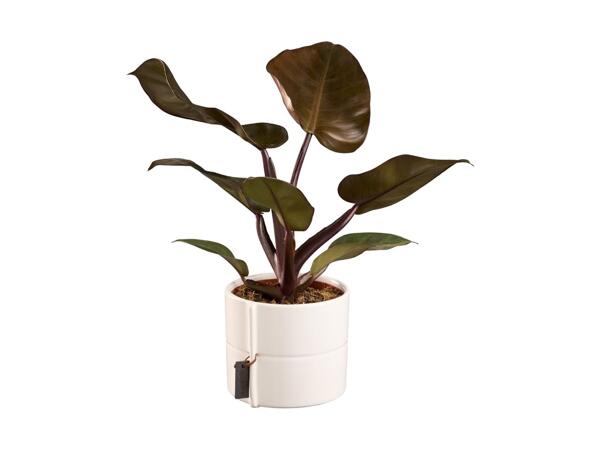 Houseplant in Ceramic Pot