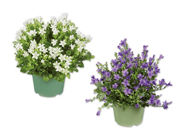 Glockenblume Get-Mee(R)